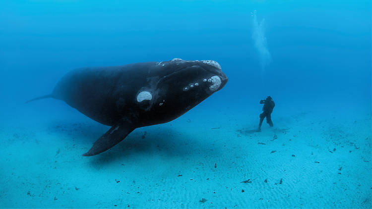 Brian Skerry